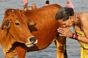 Imagem: Na Índia a vaca é um animal sagrado para os hindus.